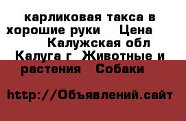 карликовая такса в хорошие руки. › Цена ­ 2 000 - Калужская обл., Калуга г. Животные и растения » Собаки   